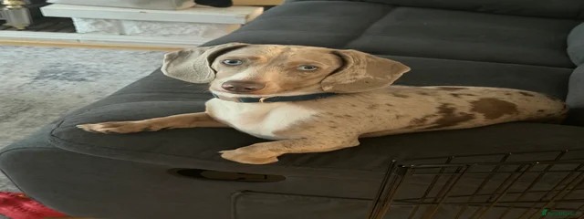 Milo