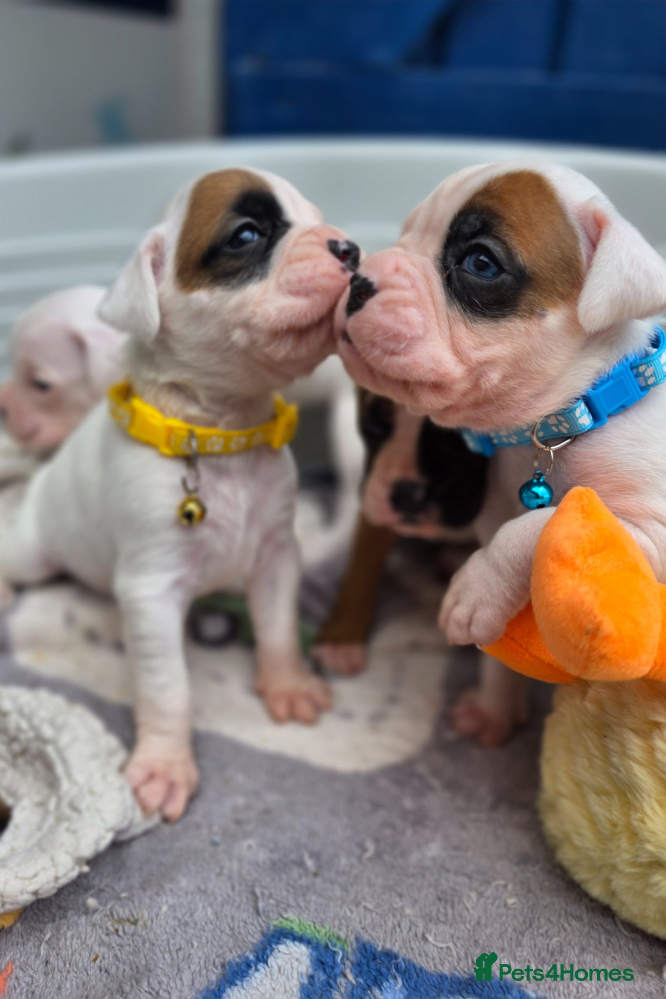 Boxer dogs Quality Beautiful KC Registered Boxer Puppies - Advert 3
