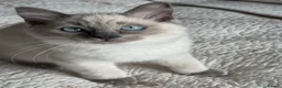 Ragdoll cats for sale: First litter  - Advert 16