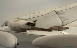 Ragdoll cats for sale: Beautiful Blue point mitted Ragdoll  - Advert 9