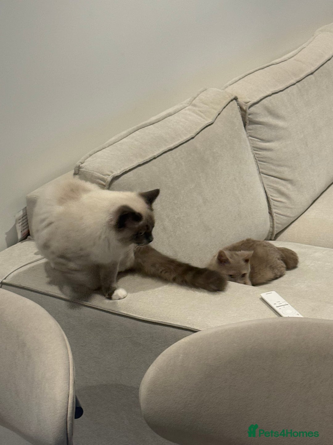 Ragdoll cats for sale: Beautiful Blue point mitted Ragdoll  - Advert 9