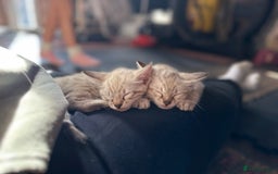 Bengal cats for sale: Snow lynx bengal kittens - Image 4