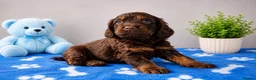 Cocker Spaniel dogs for sale: Cocker Spaniel - Advert 7