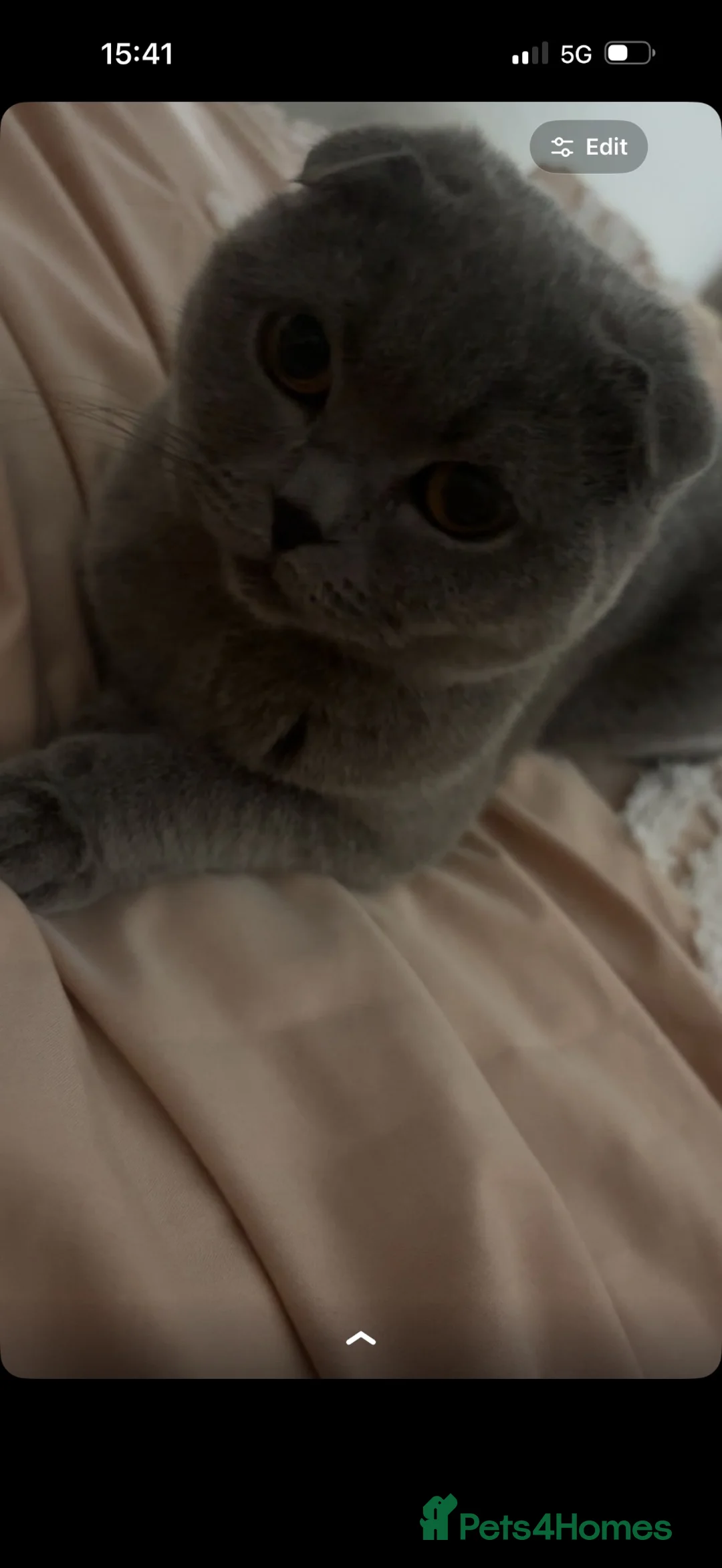 Scottish Fold cats for sale: Beautiful breeding pair  in Sunderland - Advert 4