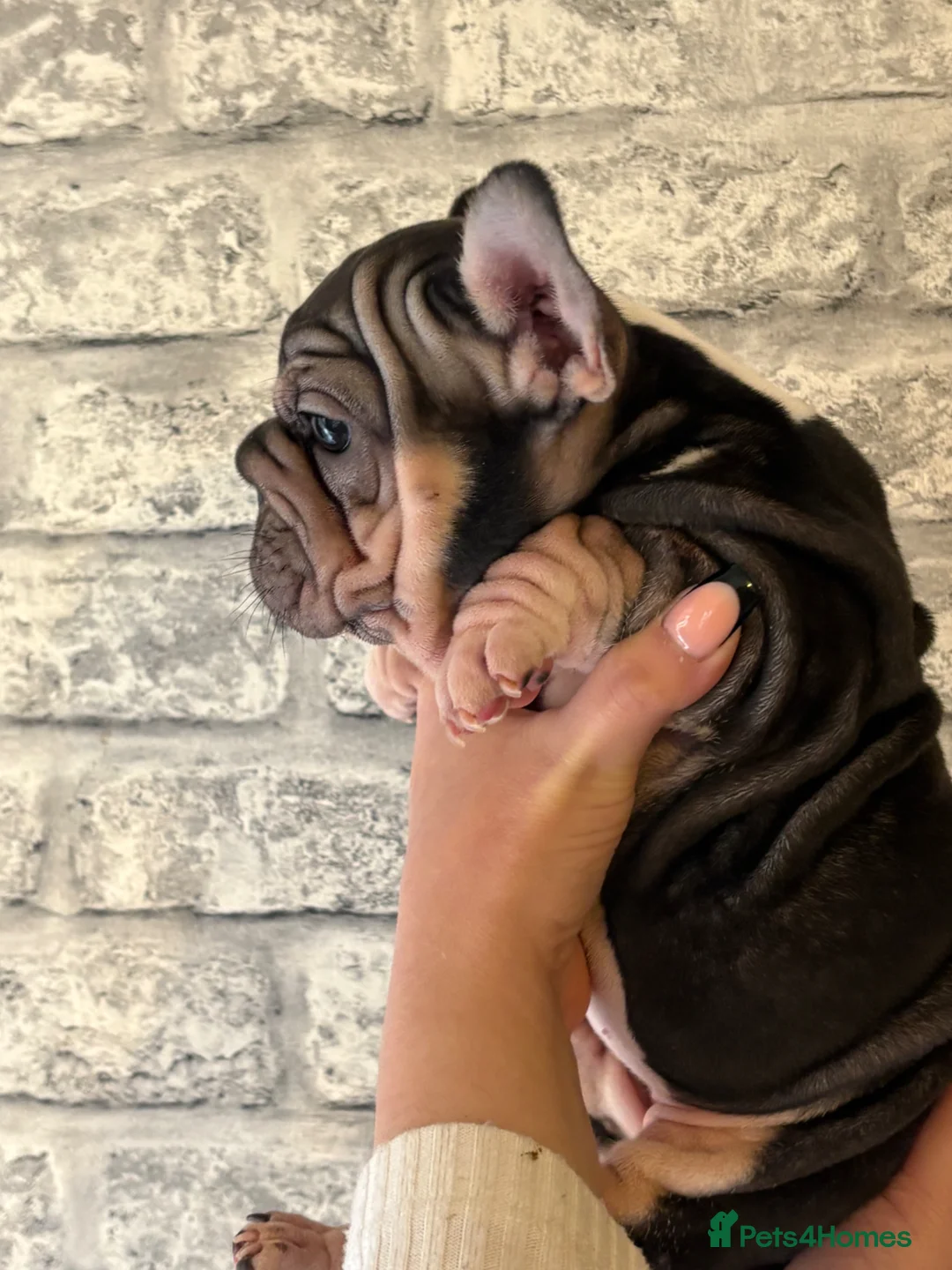 French Bulldog dogs for sale: Beautiful well loved babies  - Advert 2