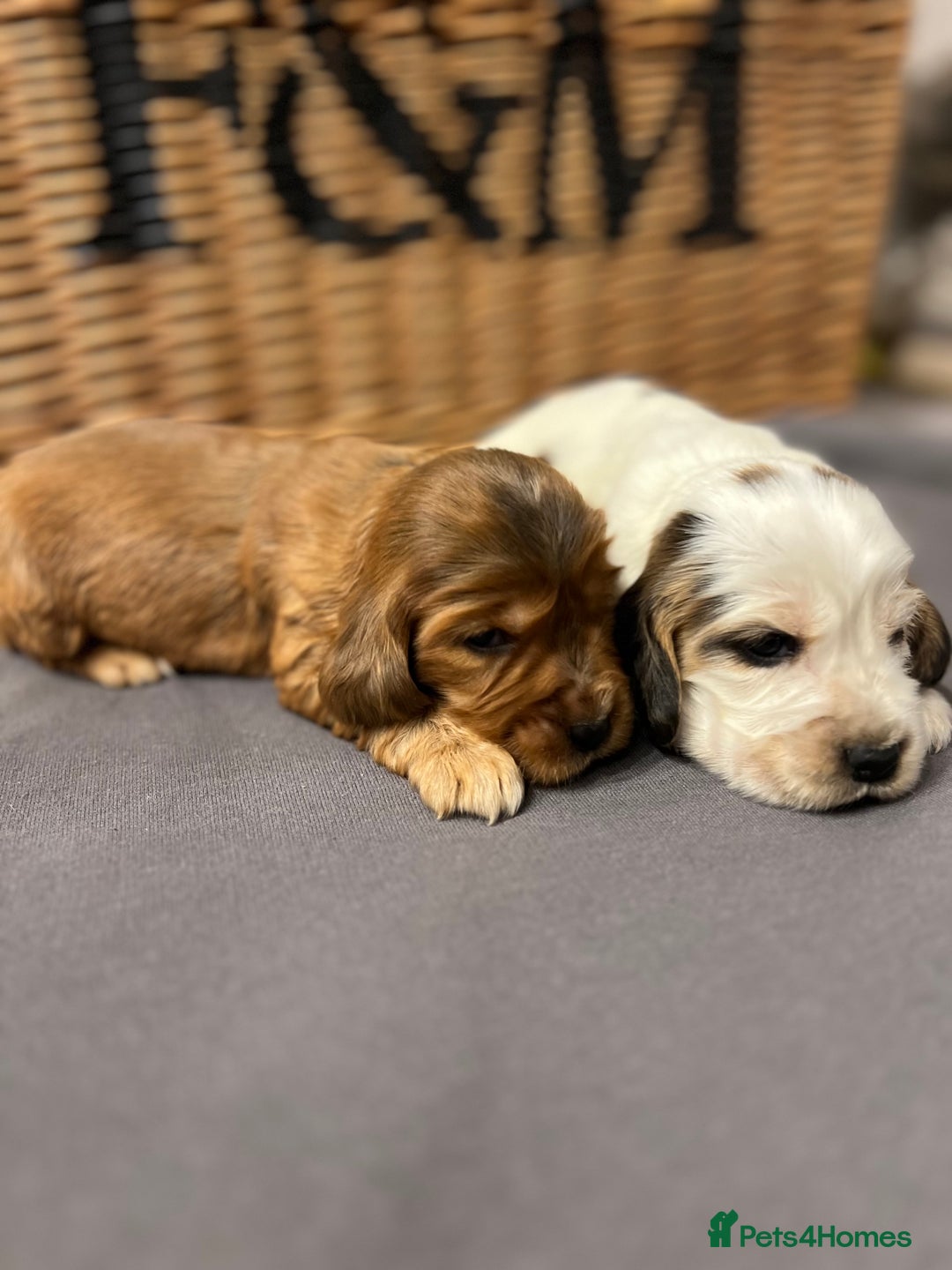 Cocker Spaniel dogs for sale: Show type Cocker spaniel puppies  - Advert 11