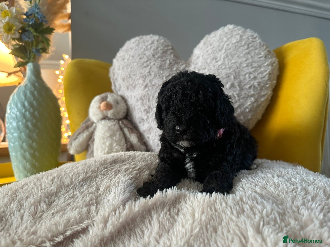 Schnoodle dogs for sale: Schnoodle Puppies - Advert 24