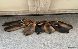 Miniature Dachshund dogs for sale: Supreme KC Miniature Wirehaired Dachshunds! - Advert 28