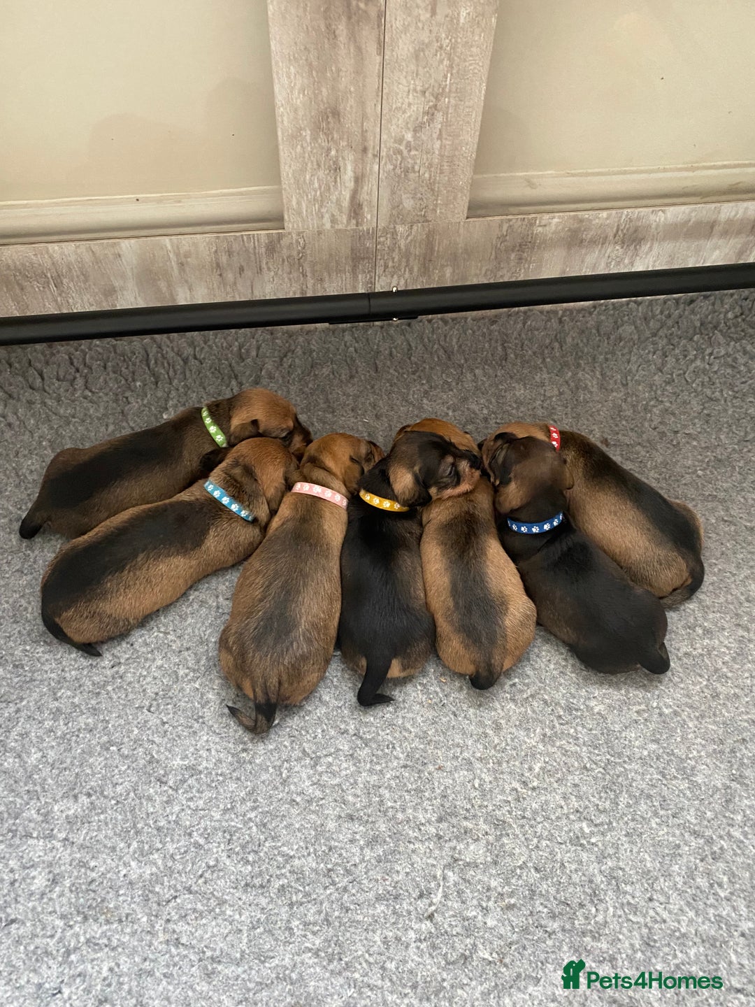 Miniature Dachshund dogs for sale: Supreme KC Miniature Wirehaired Dachshunds! - Advert 28