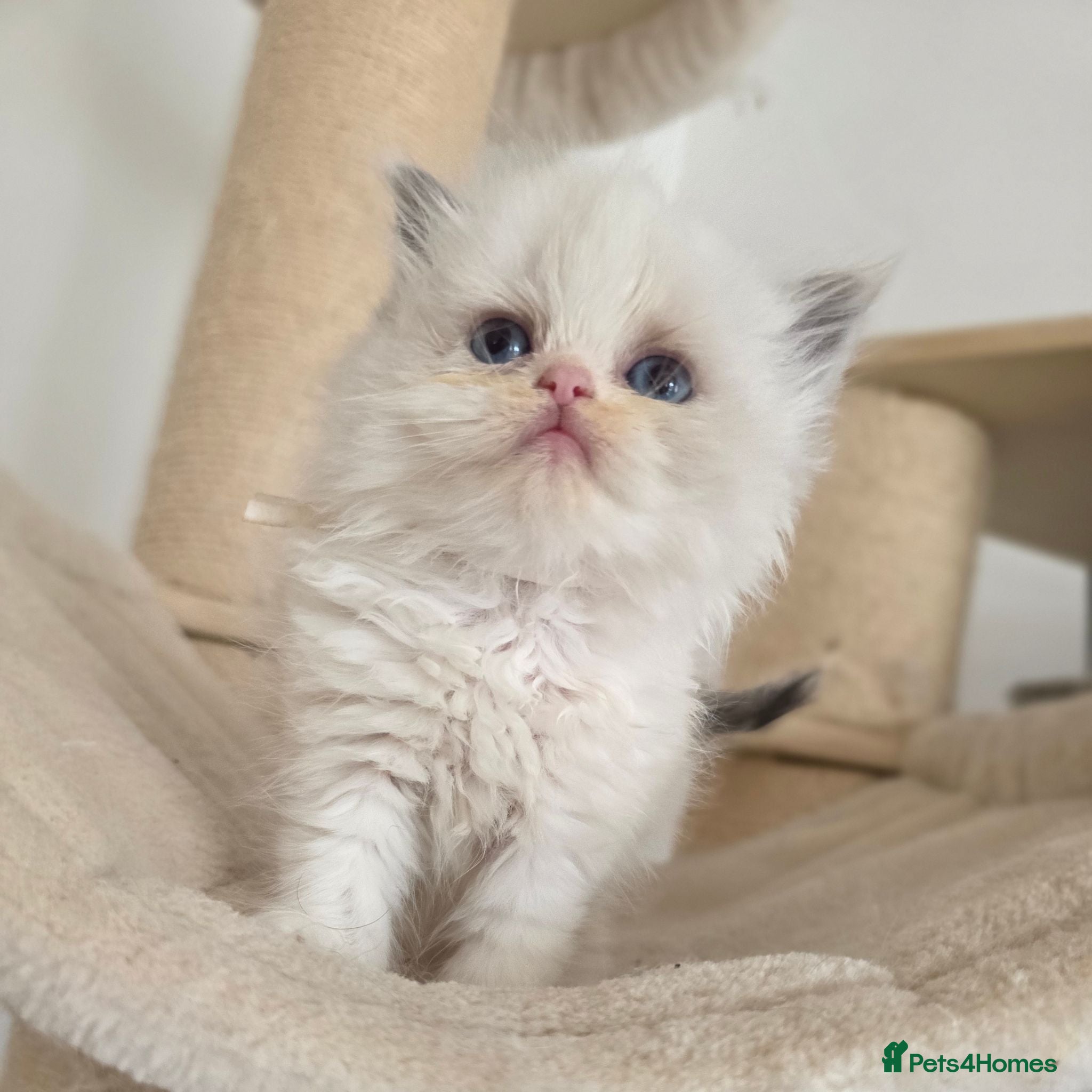 Persian cats Persian x Ragdoll girls - Advert 2