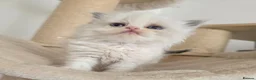 Persian cats for sale: Persian x Ragdoll girls in Bicester - Advert 2