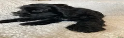 Cockapoo dogs for sale: One handsome boy ready for new home. - Advert 8