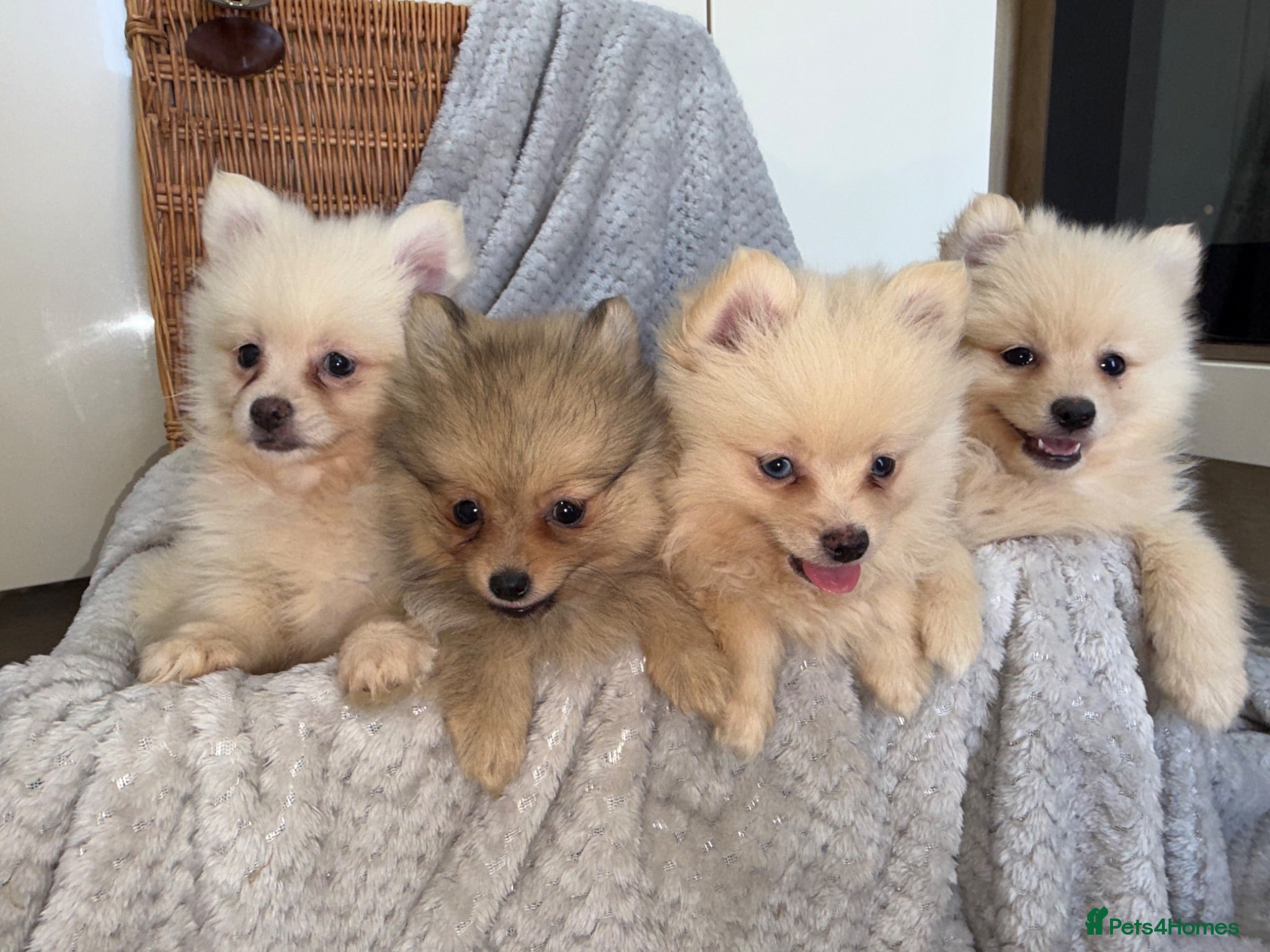 Pomeranian dogs Pomeranian Puppies  - Advert 1