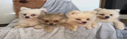 Pomeranian dogs for sale: Pomeranian Puppies  - Advert 2