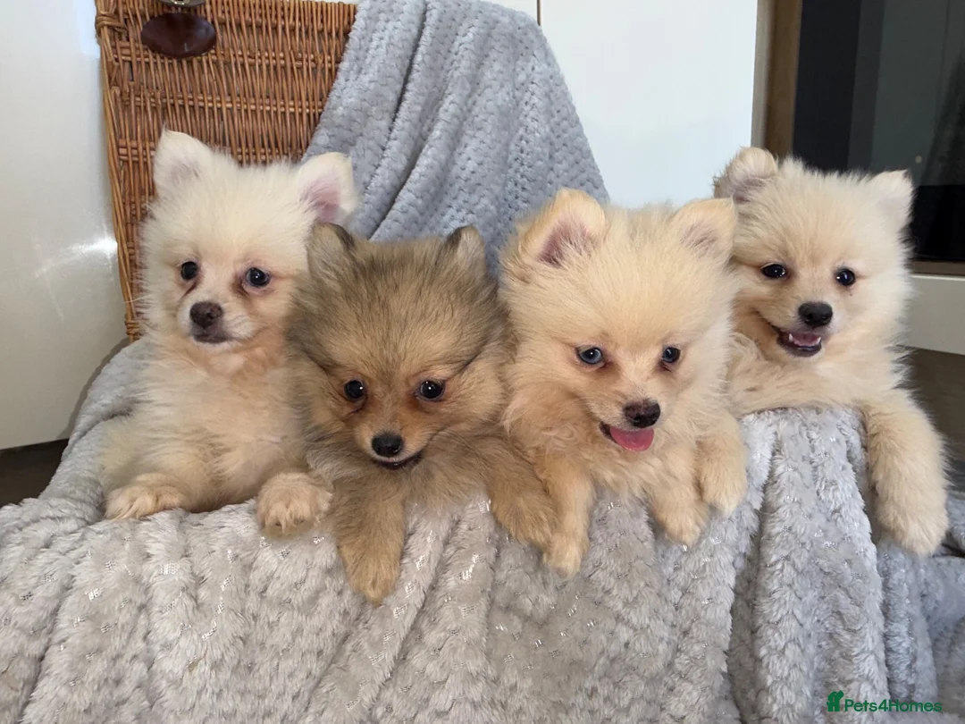 Pomeranian dogs for sale: Pomeranian Puppies  - Advert 2