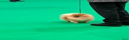 Pomeranian dogs for sale: KC Registered Pomeranian  - Advert 5