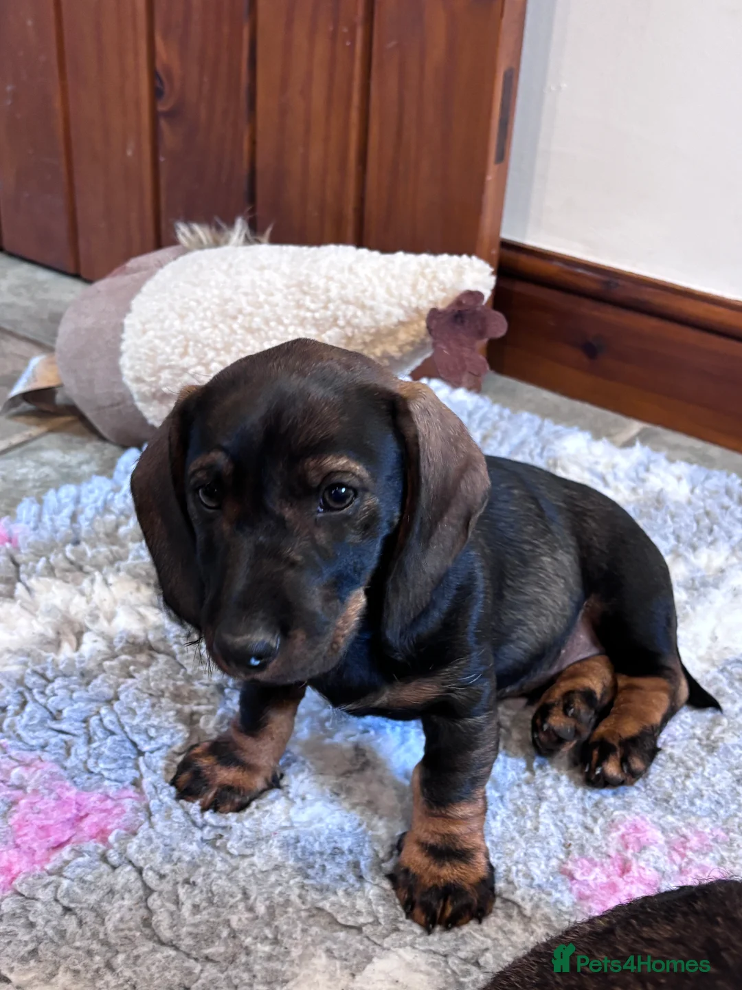 Dachshund dogs for sale: Wirehaired Dachshund standard KC registered £1350 - Advert 2