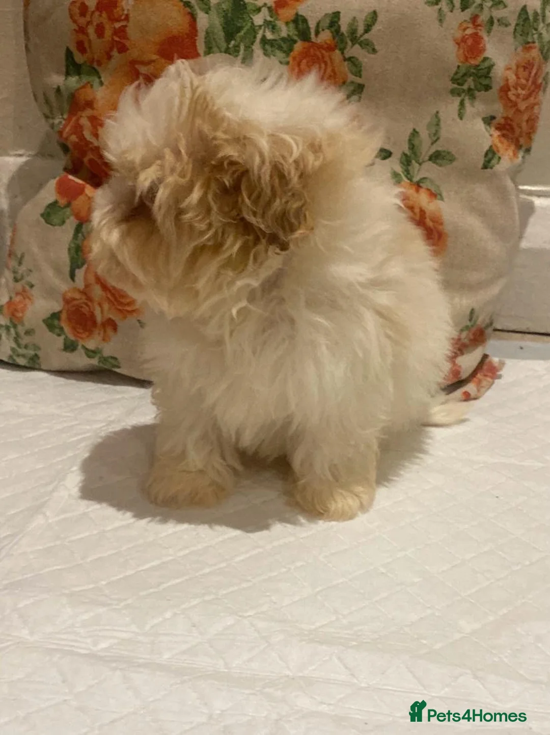 Cavapoo dogs for sale: F2 Cavapoo puppies available  - Advert 12