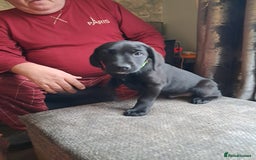 Mixed Breed dogs for sale: Lurcher x jackapoo  pups - Advert 9