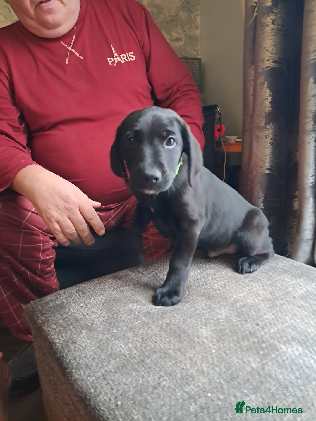 Mixed Breed dogs for sale: Lurcher x jackapoo  pups - Advert 9