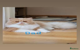 Persian cats for sale: Persian kittens for sale  - Image 19