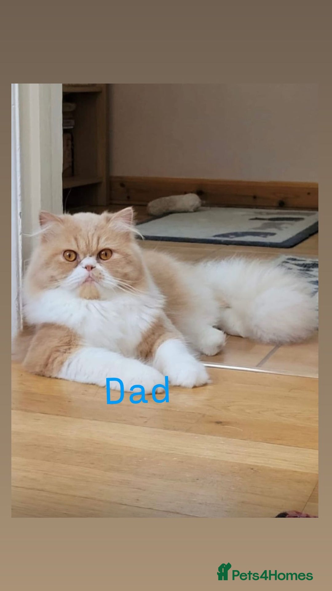 Persian cats for sale: Persian kittens for sale  - Image 19