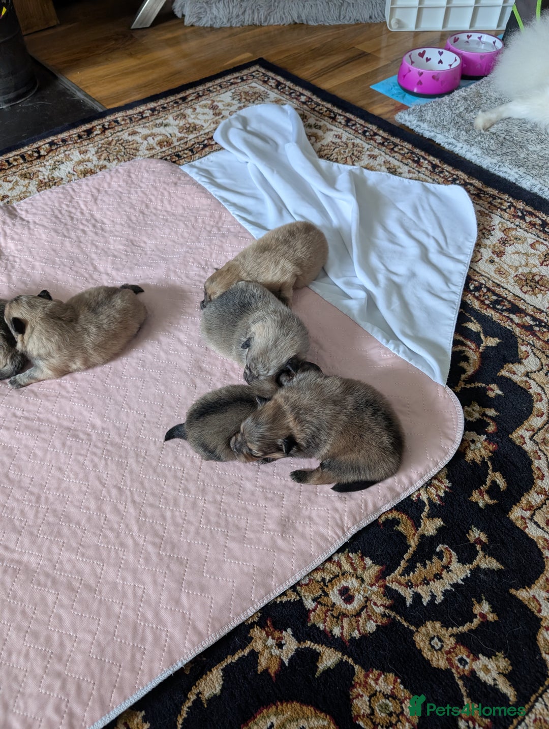 Pomeranian dogs for sale: Beautiful pups - Image 4