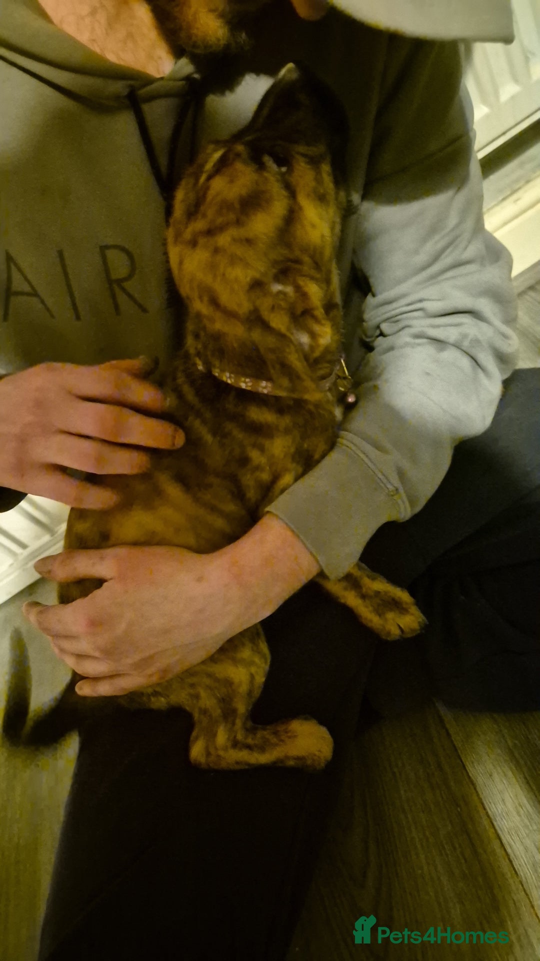 Mixed Breed dogs for sale: 8 beautiful presa canario x huntaway puppies  - Image 15