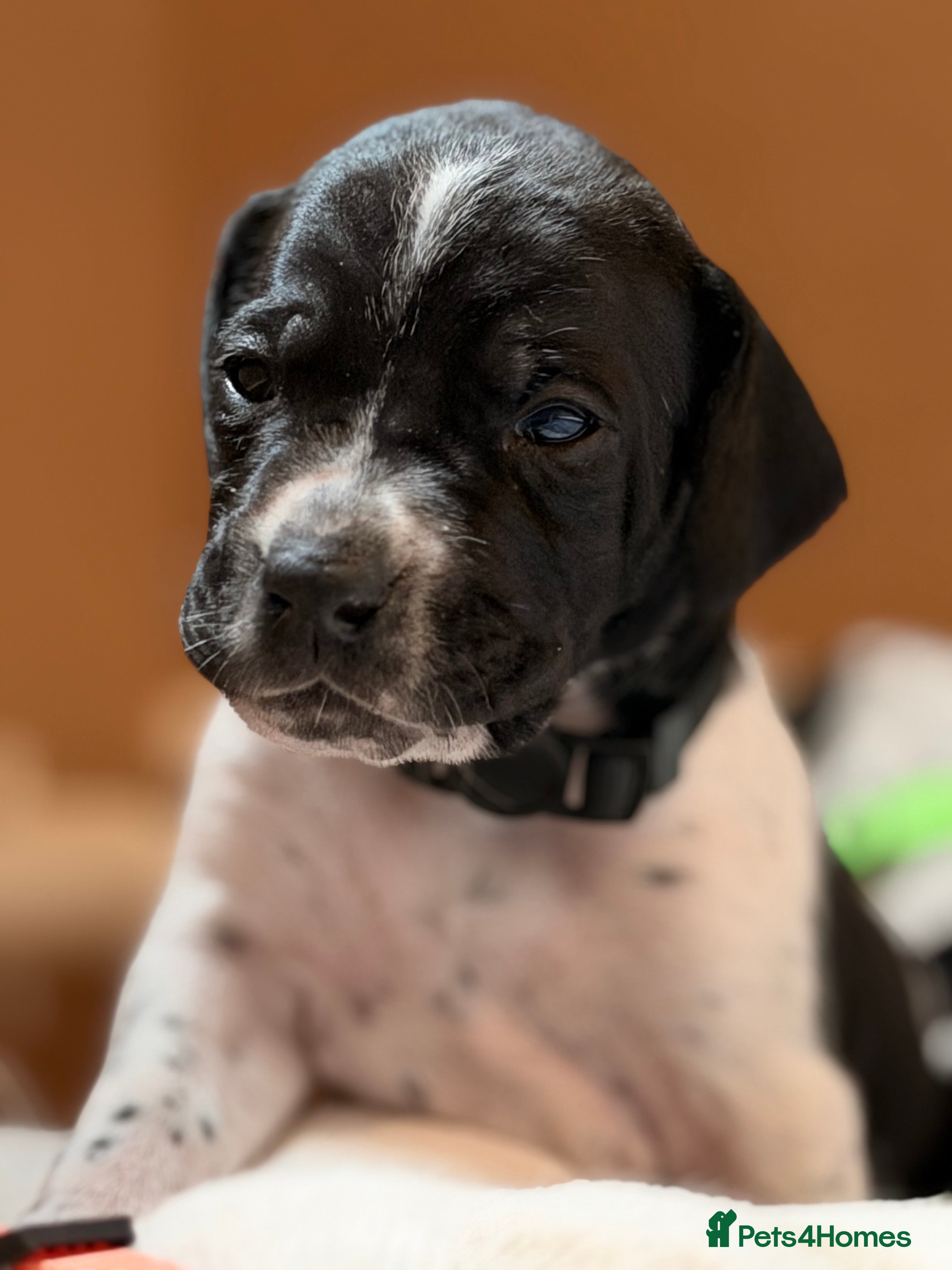 Pointer dogs Stunning English Pointer puppies-steal your heart  - Advert 2