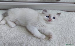Ragdoll cats for sale: Ragdoll Kitten for Sale – Meet Sky 💙🐾 - Image 3