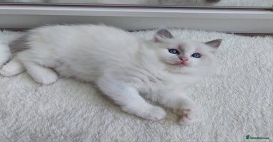 Ragdoll cats - Advert 10