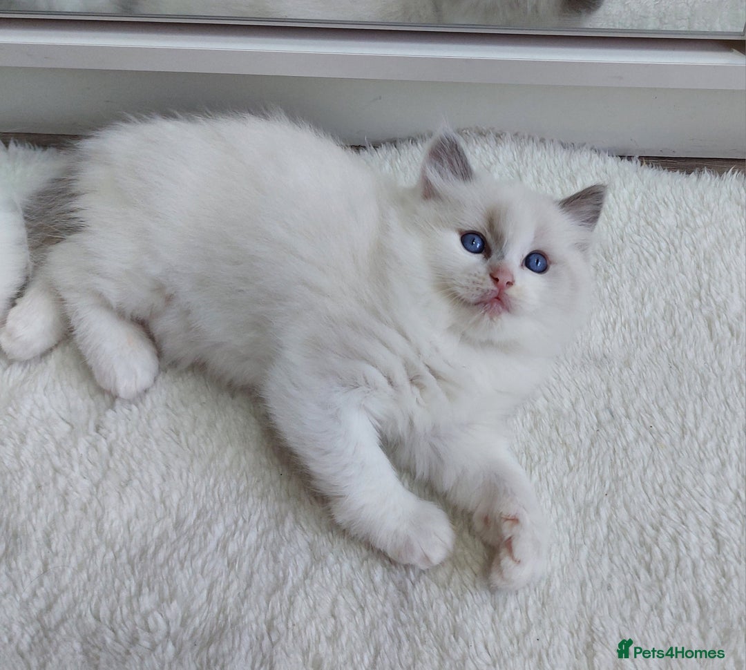 Ragdoll cats for sale: Ragdoll Kitten for Sale – Meet Sky 💙🐾 - Image 3