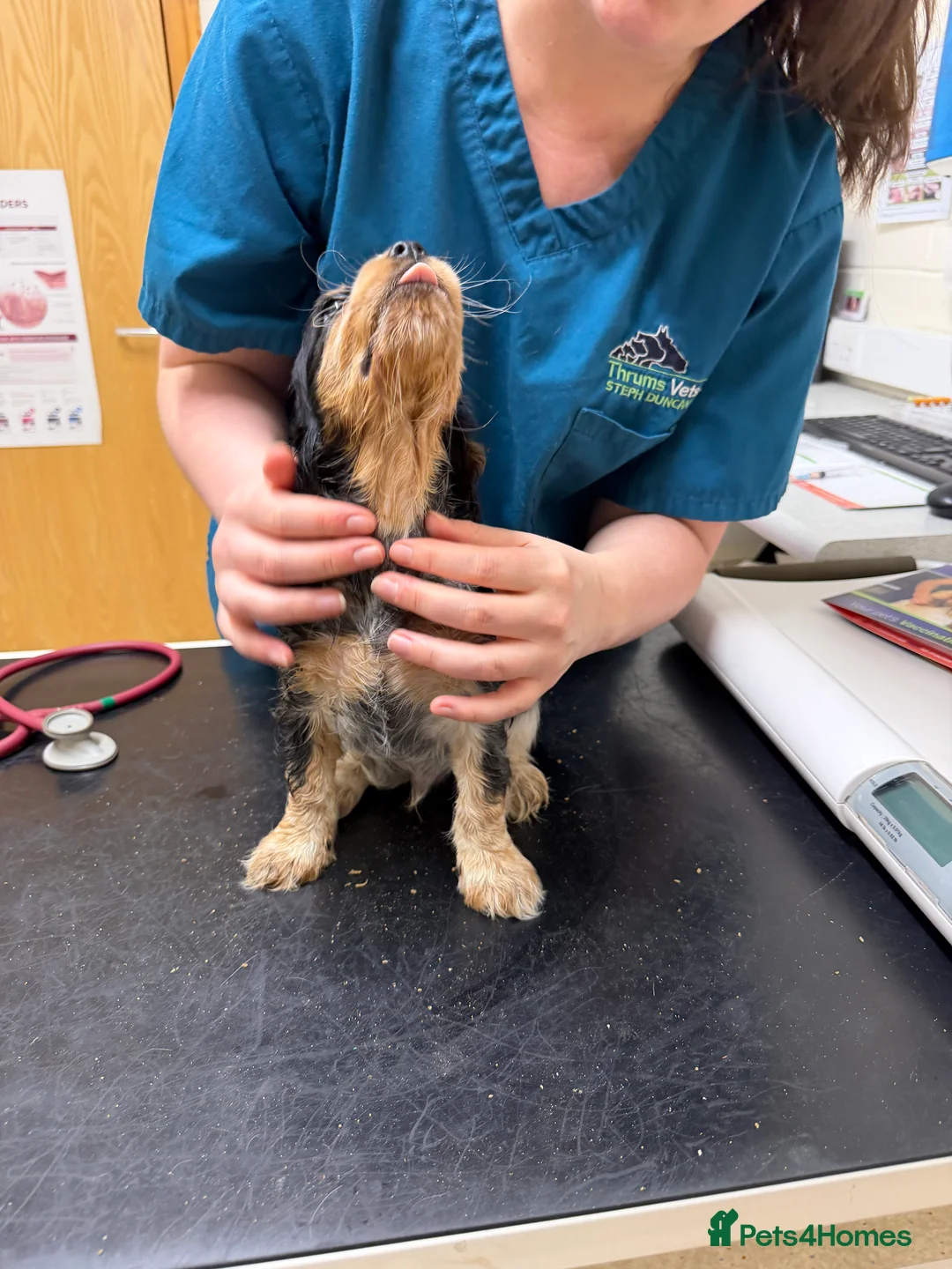 Cocker Spaniel dogs for sale: Stunning ideal family pups  - Advert 31