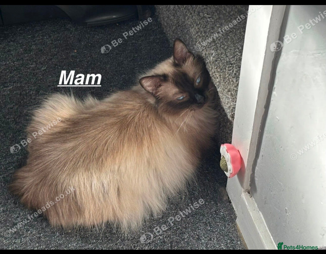 Ragdoll cats for sale: Ragdolls  - Advert 1