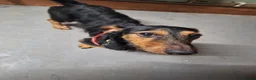 Dachshund dogs for sale: Wirehaired Dachshund for sale in Oswestry - Advert 2