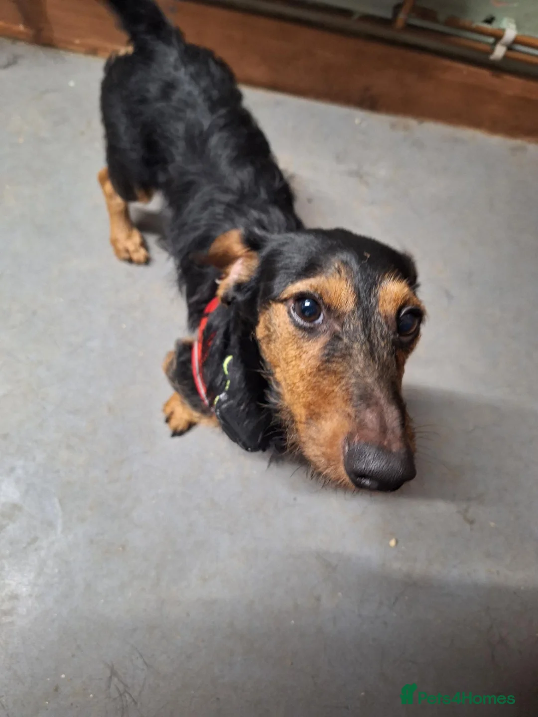 Dachshund dogs for sale: Wirehaired Dachshund for sale in Oswestry - Advert 2