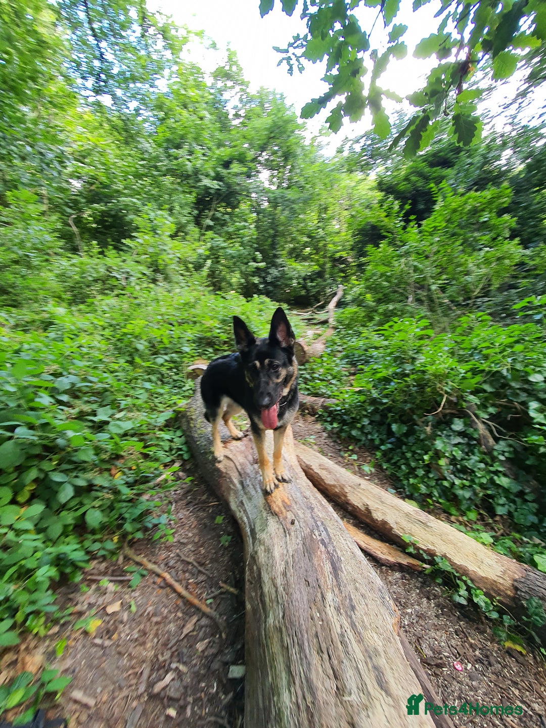 German Shepherd dogs for sale: Extremely trained German Shepherd - Advert 4