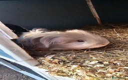 Guinea Pig rodents for sale: Guinea pig looking for new forever home. - Image 5