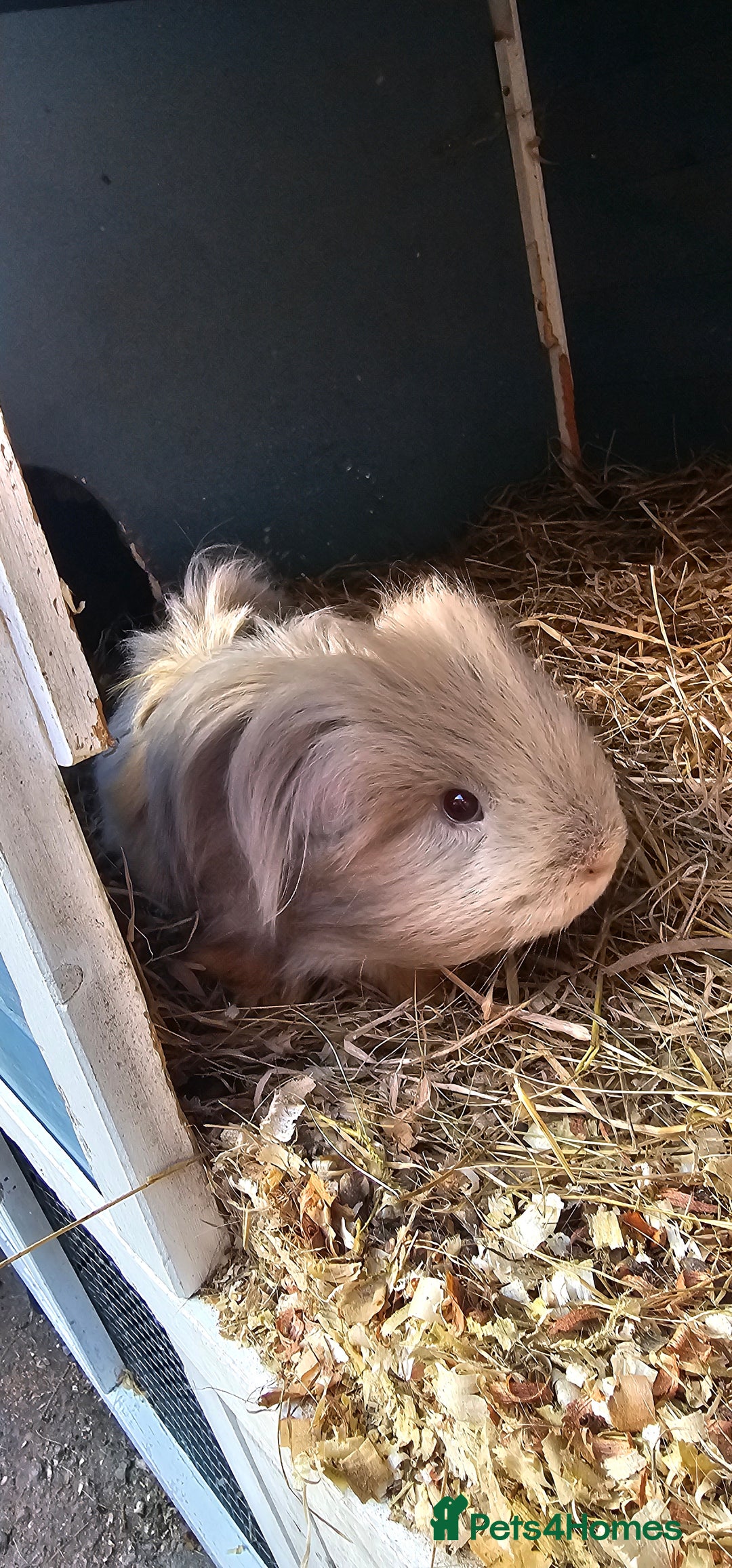 Guinea Pig rodents for sale: Guinea pig looking for new forever home. - Image 5