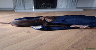 Labrador Retriever dogs - Advert 13