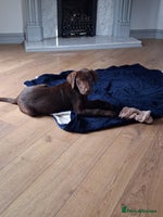 Labrador Retriever dogs - Advert 13