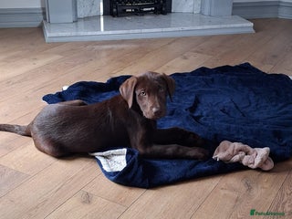 Labrador Retriever dogs - Advert 5