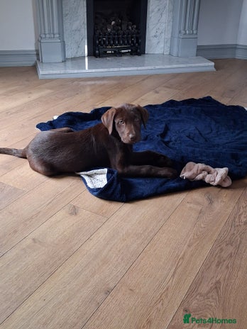 Labrador Retriever dogs - Advert 1