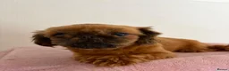 Shih Tzu dogs for sale: Shih tzu  in Birmingham - Advert 2
