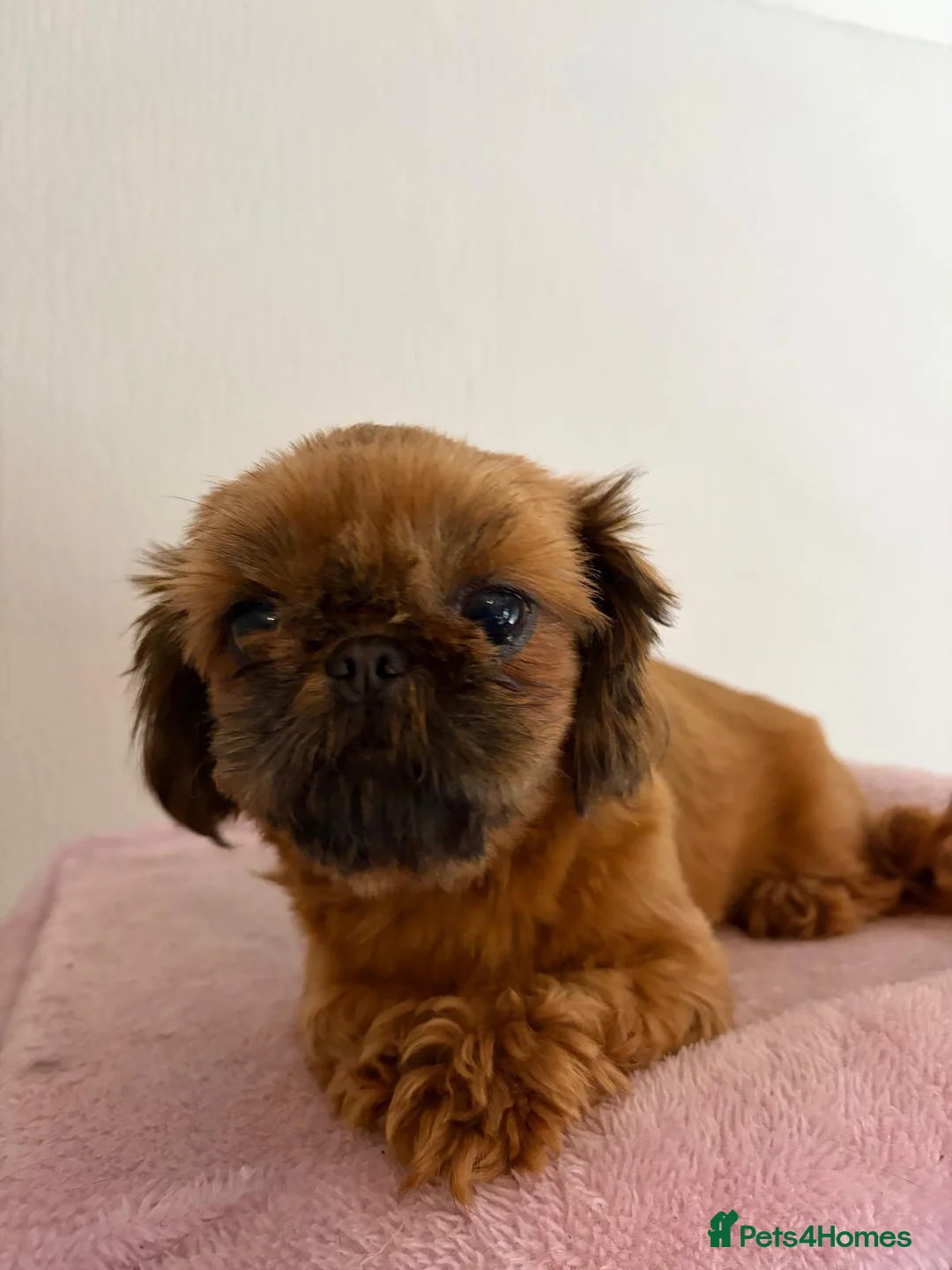 Shih Tzu dogs for sale: Shih tzu  in Birmingham - Advert 2