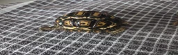 Tortoise reptiles for sale: Leopard tortoises  - Advert 6