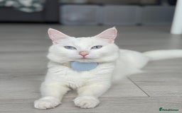 Turkish Angora cats for sale: 4 Beautiful Turkish Angora Mix Kittens - Image 24