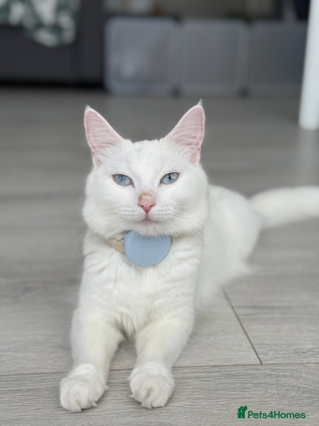 Turkish Angora cats for sale: 4 Beautiful Turkish Angora Mix Kittens - Image 24