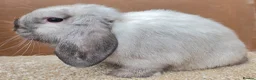 Dwarf Lop rabbits for sale: Dwarf Lop Baby Bucks  - Advert 6