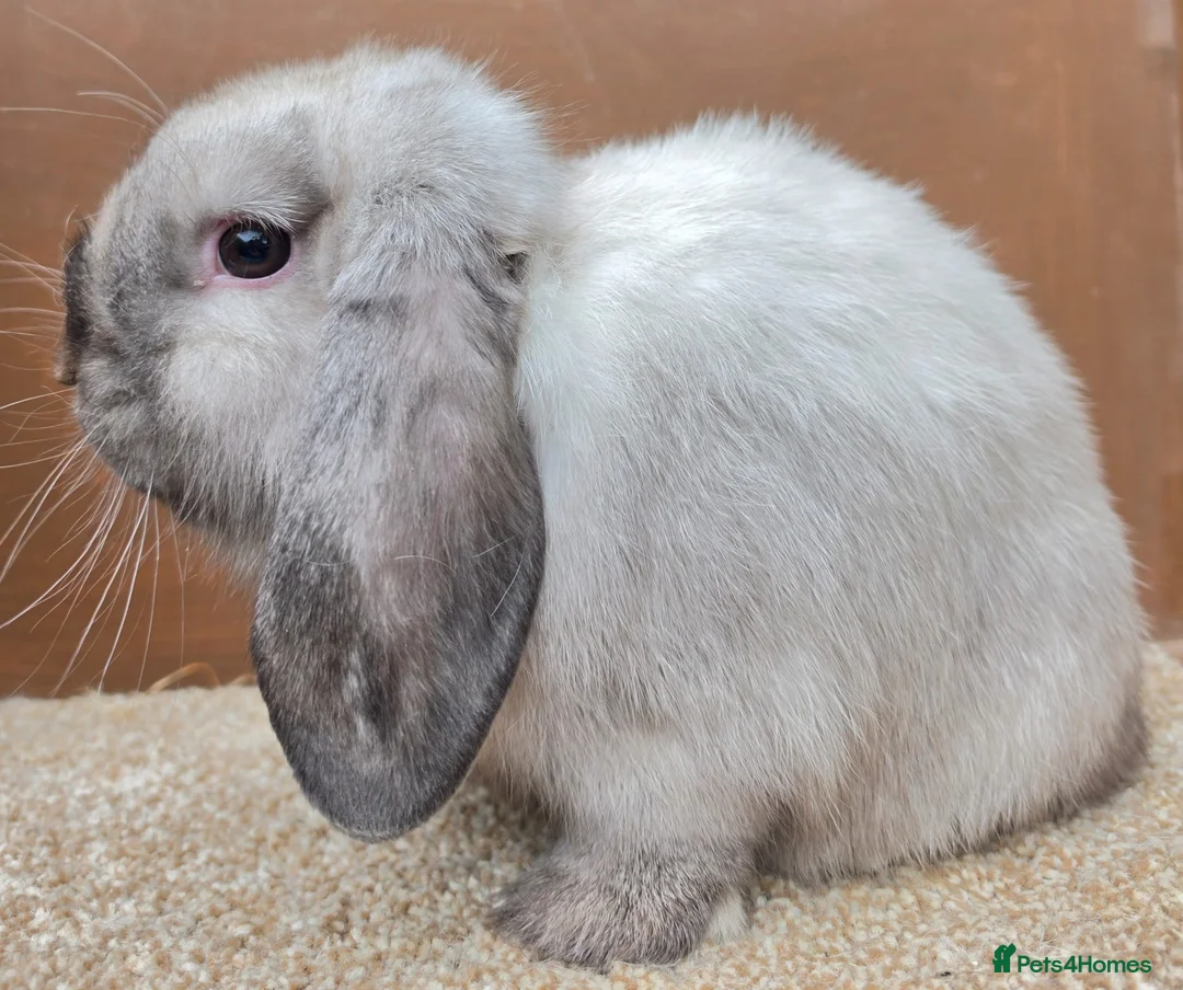 Dwarf Lop rabbits for sale: Dwarf Lop Baby Bucks  - Advert 6